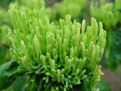 -金陵花卉交易市场
