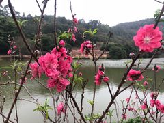 -南国桃园旅游度假区