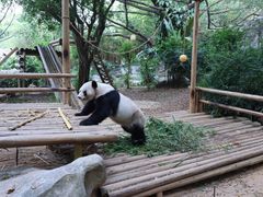-深圳野生动物园
