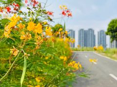 -光明小镇欢乐田园