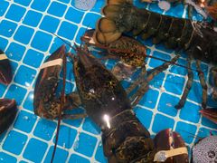 -渡海小渔村.老辈日照菜
