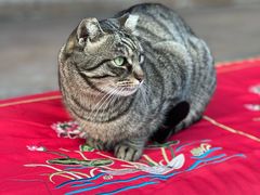 -龙华素斋(龙华路店)