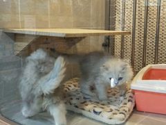 -1013 PET SHOP 宠物商店(近铁城市广场店)