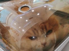 -纳吉亚猫专科动物医院·北北分院
