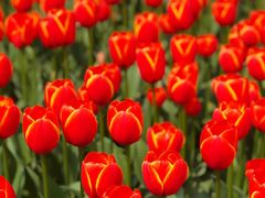 -大宁郁金香公园-停车场