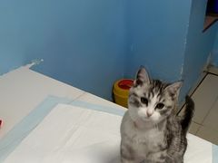 -瑞派福兴宠物医院犬猫全科·骨科·中西医结合(河东店)