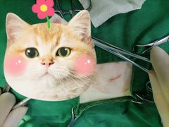 -艾贝尔宠物诊疗