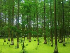 -艾溪湖湿地公园