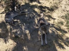 -鄂尔多斯野生动物园