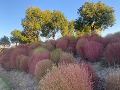 -春花秋色城市公园