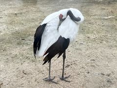 -盐城丹顶鹤湿地生态旅游区