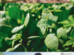 -前小桔亲子创意农场·草莓采摘·露营烧烤