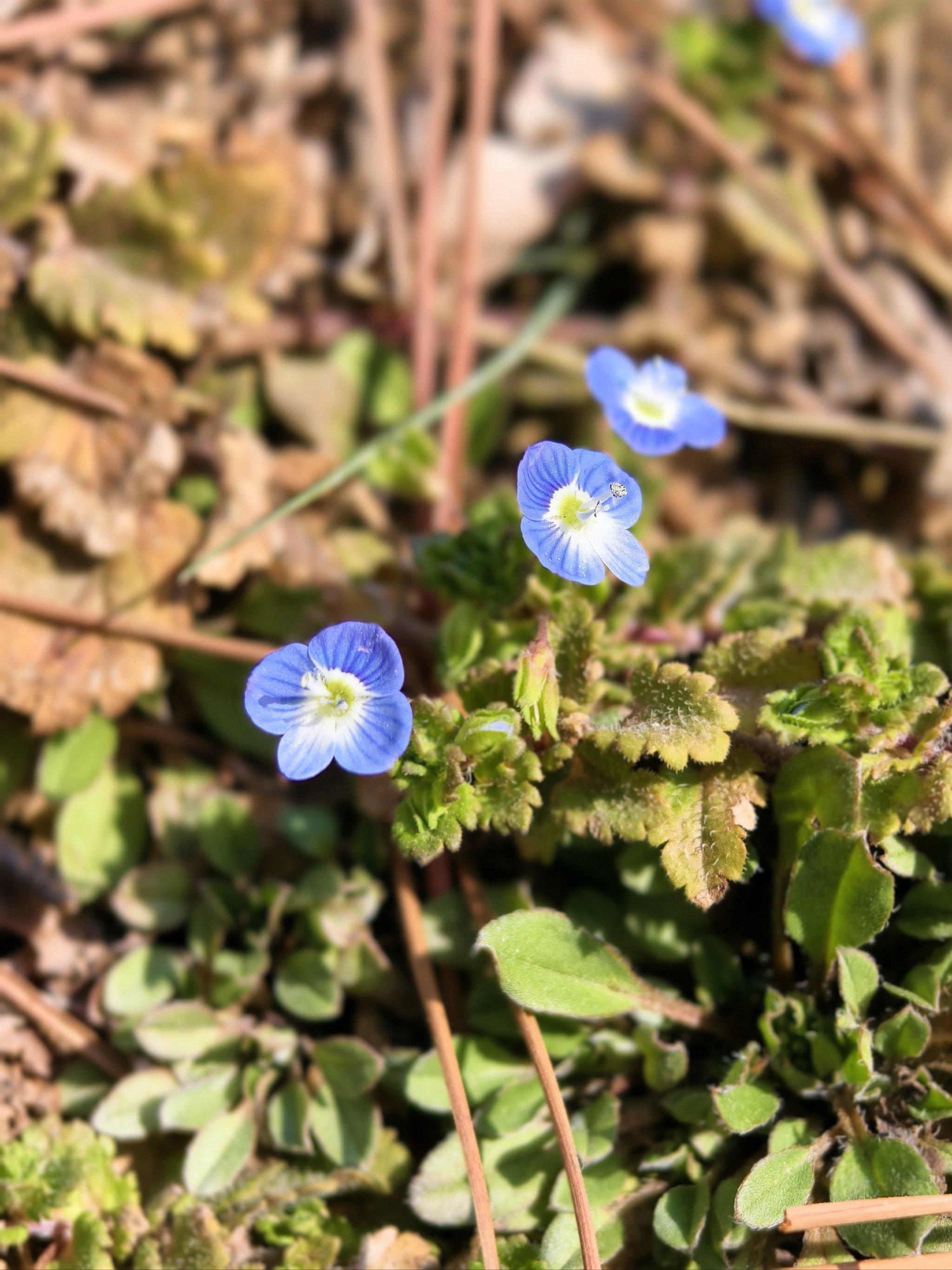 小蓝花