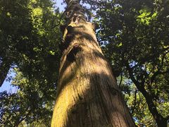 -东天目山风景区