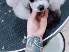 -诺比宠物医院心脏内科·泌尿肾内外科·骨科急重症