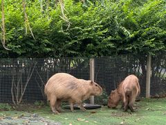 -广州长隆飞鸟乐园