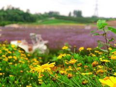 -紫颐香薰山谷景区