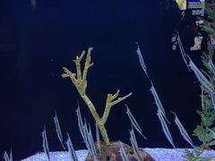 -上海海洋水族馆