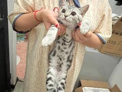 -飞行喵MR PILOT|猫舍·猫咖(静安大融城店)