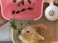 -萌兽医馆·眼科·异宠专科(三里屯店)