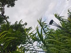 -深圳湾公园(南山区)