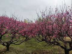 -莲花池公园