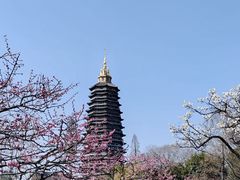 -红梅公园