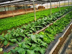 -上海多利农业发展有限公司