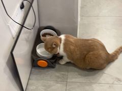 -伟伟宠物医院·CT影像中心·瑞派犬猫综合性门诊(汉口总院)