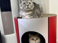 -东方名猫馆·英短金渐层布偶猫舍(环线广场1号楼店)