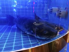 -蛙一刀·麻椒鱼火锅(金仙桥店)