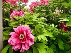 -洛阳市隋唐城遗址植物园