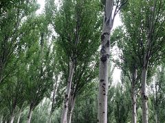 -东郊湿地公园