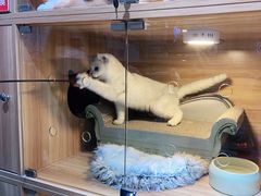 -喵百万·布偶·蓝金金渐层英短·猫舍(百子湾店)