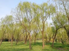 -蜀冈西峰生态公园