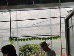 -马陆小张葡萄园农家乐