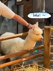 -Zoolung Zoolung动物主题公园(海信广场店)