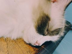 -猫色咖啡·猫咖
