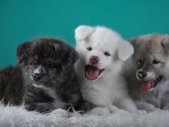 -萌兽医馆·犬猫专科·眼科中心·宠物医院(朝阳门分院)