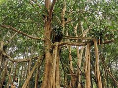 -中国科学院西双版纳热带植物园