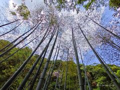 -夏霖九天银瀑风景区
