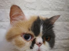 -平行世界·猫咖(首经贸店)