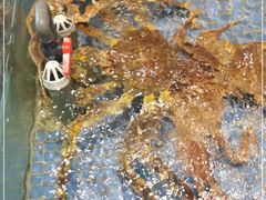 -高佳庄·海鲜酒楼(东港店)