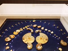 -青岛贝壳博物馆