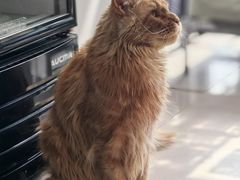 -平行世界·猫咖(首经贸店)