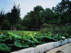 -莲花池公园