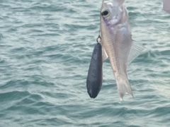 -小猫钓鱼海钓俱乐部(椰梦长廊店)