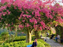 -东莞植物园