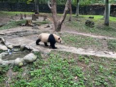 -都江堰中华大熊猫苑