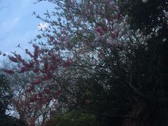 -桃花岛景观公园